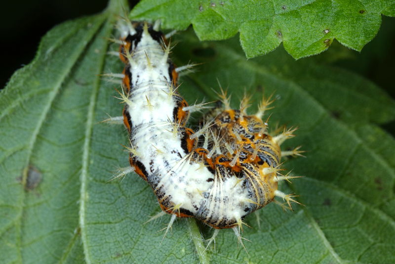 Gehakkelde aurelia, Polygonia c-album, rups (NL)