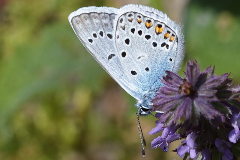 Wikkeblauwtje, Polyommatus amandus (BG)