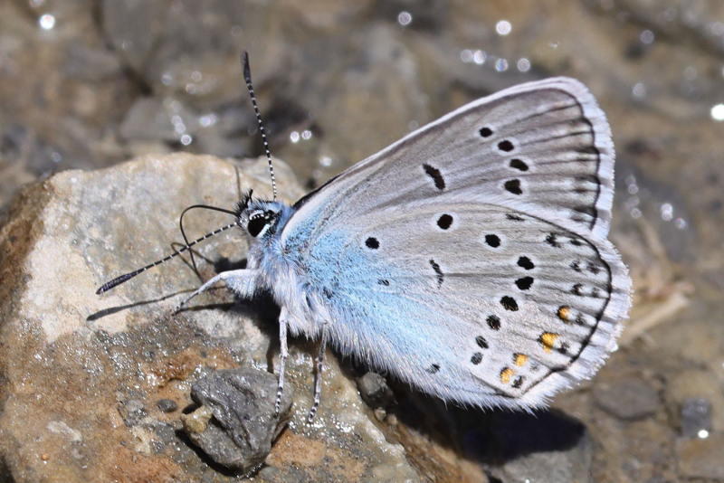 Wikkeblauwtje, Polyommatus amandus (SP)