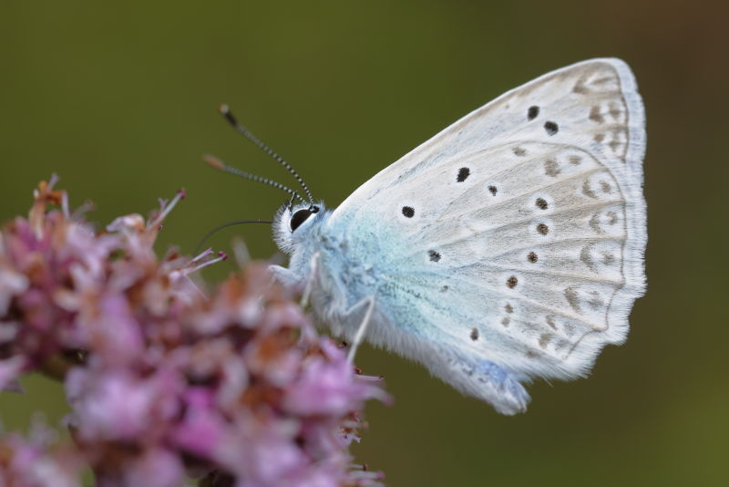 Getand blauwtje, Polyommatus daphnis (SK)