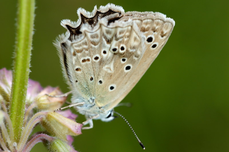 Getand blauwtje, Polyommatus daphnis (SK)