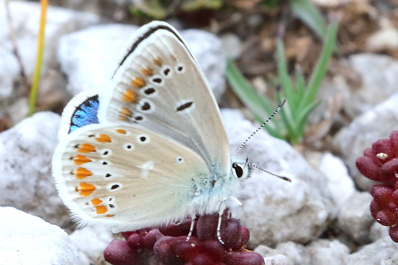 Turkooisblauwtje, Polyommatus dorylas (BG)