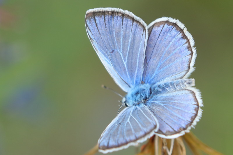 Bremblauwtje, Polyommatus eros eroides (BG)