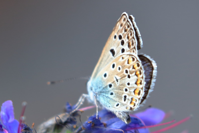 Bremblauwtje, Polyommatus eros eroides (BG)