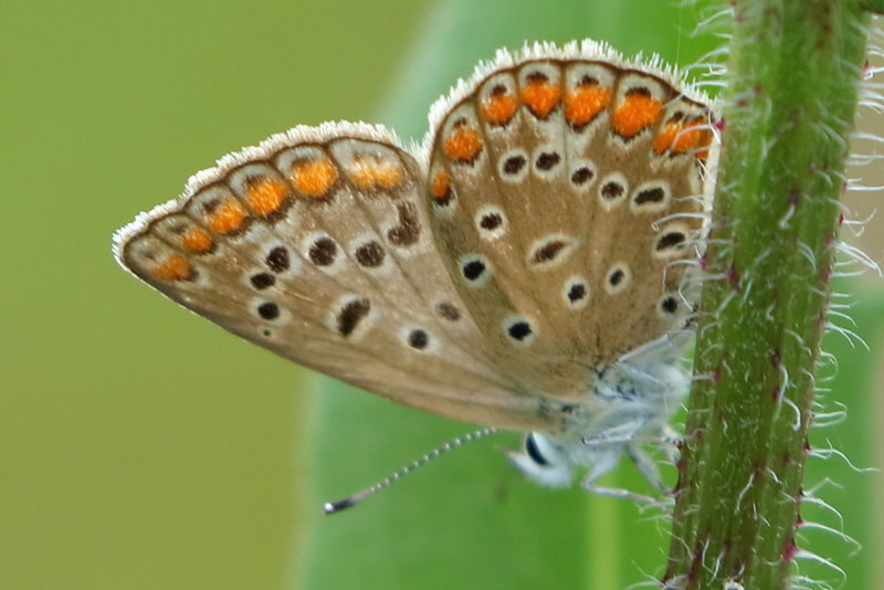 Bremblauwtje, Polyommatus eros eroides (BG)