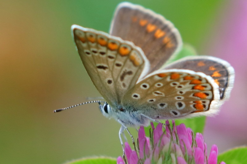 Bremblauwtje, Polyommatus eros eroides (BG)