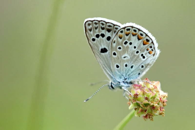 Groot tragantblauwtje, Polyommatus escheri (BG)