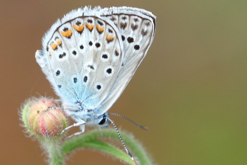 Groot tragantblauwtje, Polyommatus escheri (BG)