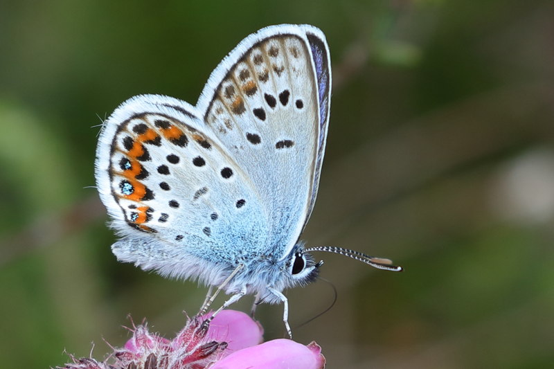 Icarusblauwtje, Polyommatus icarus (NL)