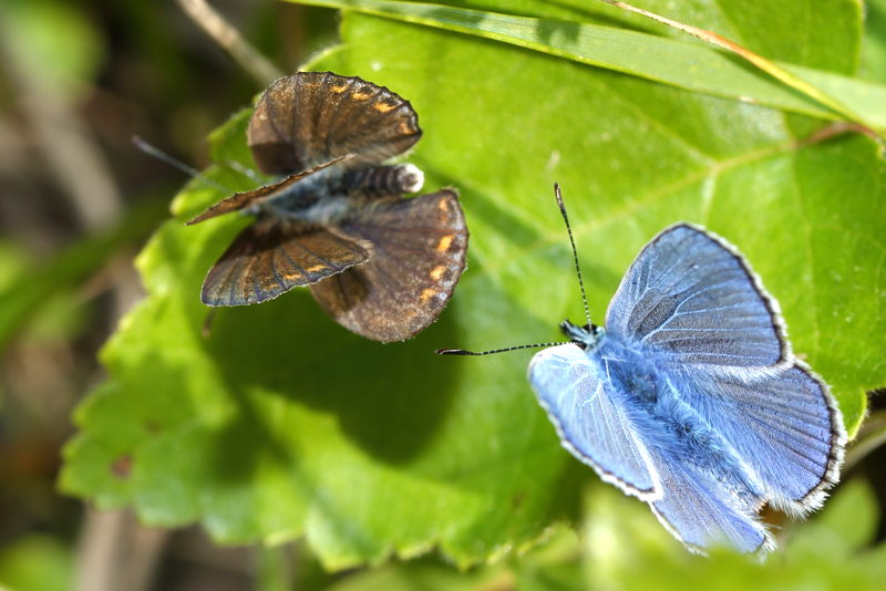 Icarusblauwtje, Polyommatus icarus (NL)