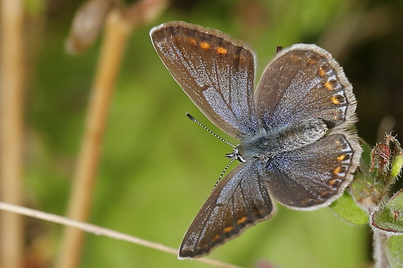 Icarusblauwtje, Polyommatus icarus (NL)