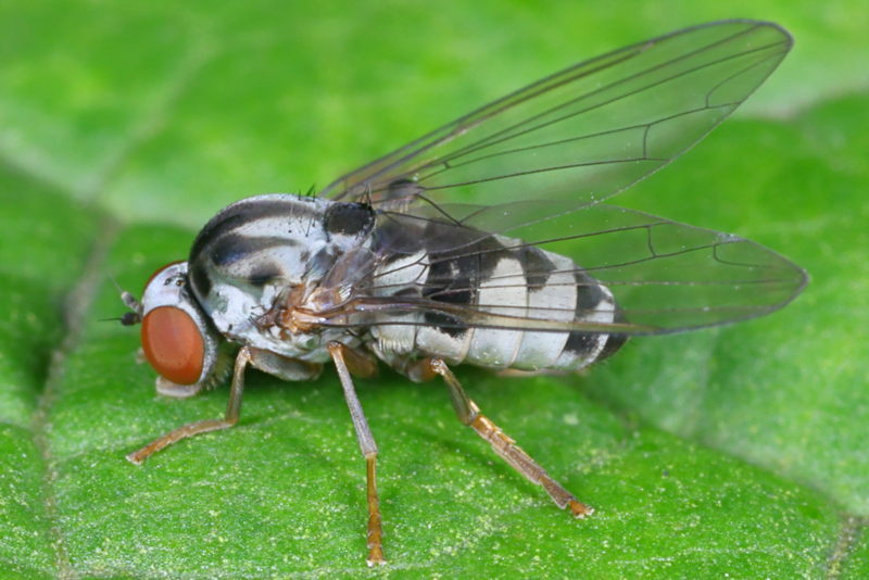Grote elfenbankjesbreedvoet, Polyporivora picta ♀