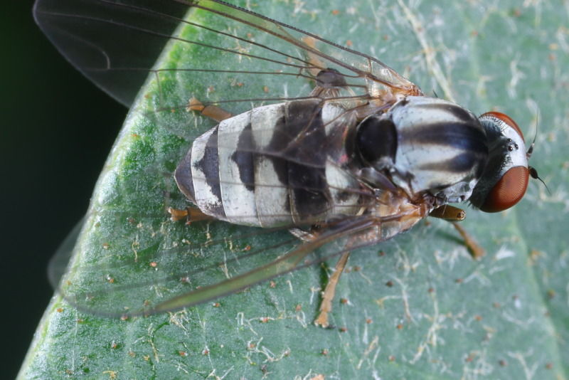 Grote elfenbankjesbreedvoet, Polyporivora picta ♀