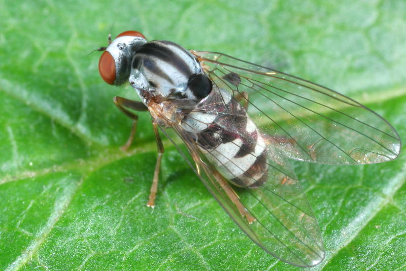 Grote elfenbankjesbreedvoet, Polyporivora picta ♀