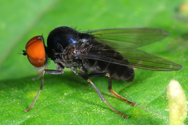 Grote elfenbankjesbreedvoet, Polyporivora picta ♂