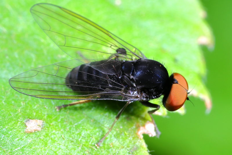 Grote elfenbankjesbreedvoet, Polyporivora picta ♂