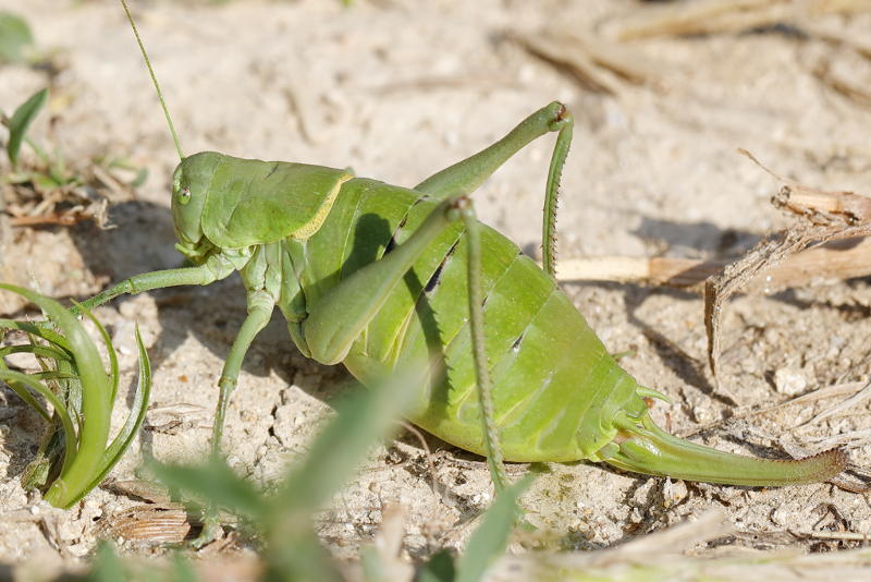 Dikbuiksprinkhaan, Polysarcus denticauda &female; (BG)