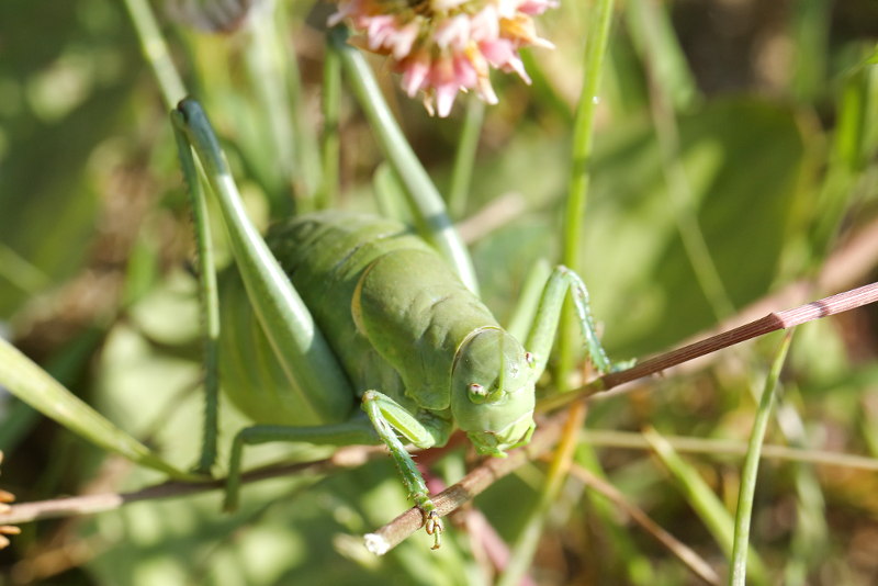 Dikbuiksprinkhaan, Polysarcus denticauda &female; (BG)