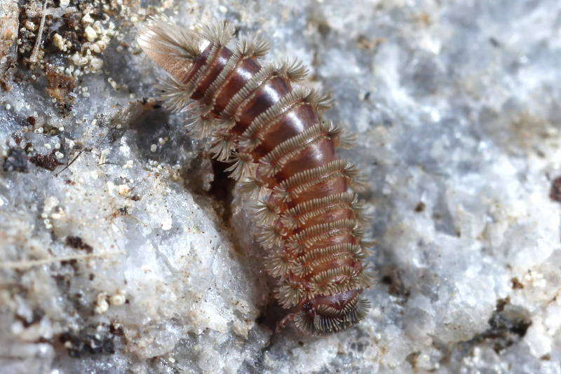 Polyxenus lagurus