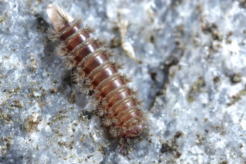 Polyxenus lagurus