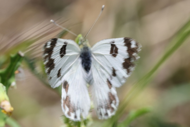 Resedawitje, Pontia daplidice (E)