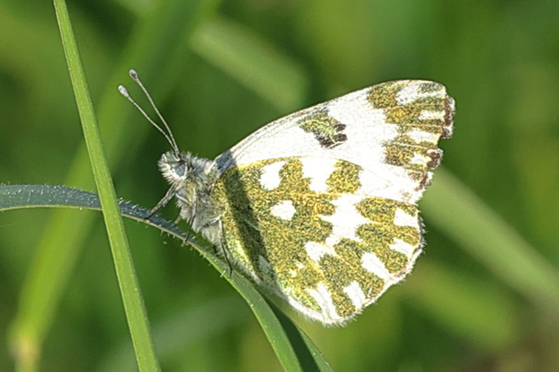Oostelijk resedawitje, Pontia edusa (GR)