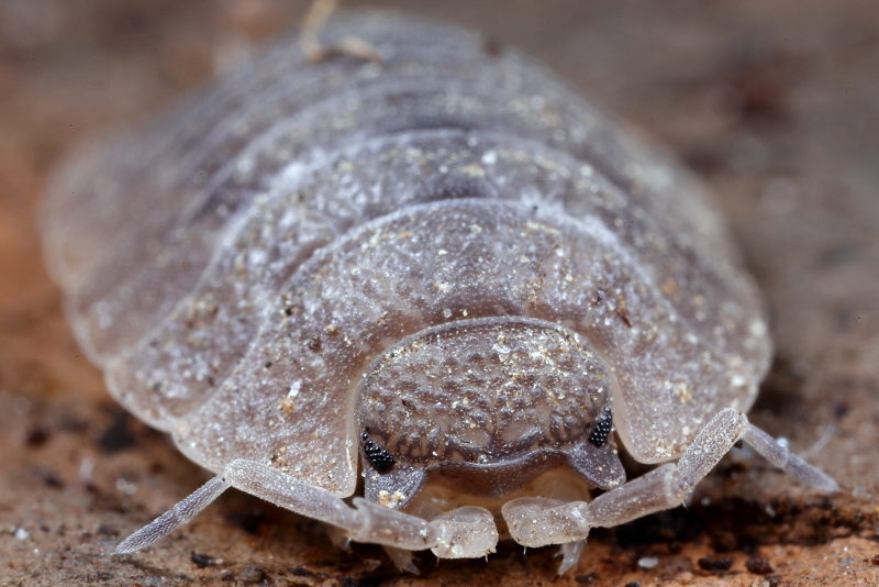 Woodlouse, Porcellio dilatatus
