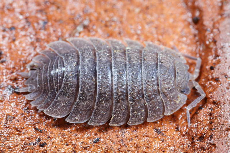 Woodlouse, Porcellio dilatatus