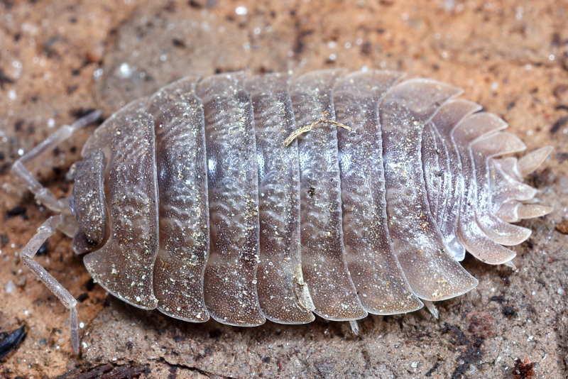 Woodlouse, Porcellio dilatatus