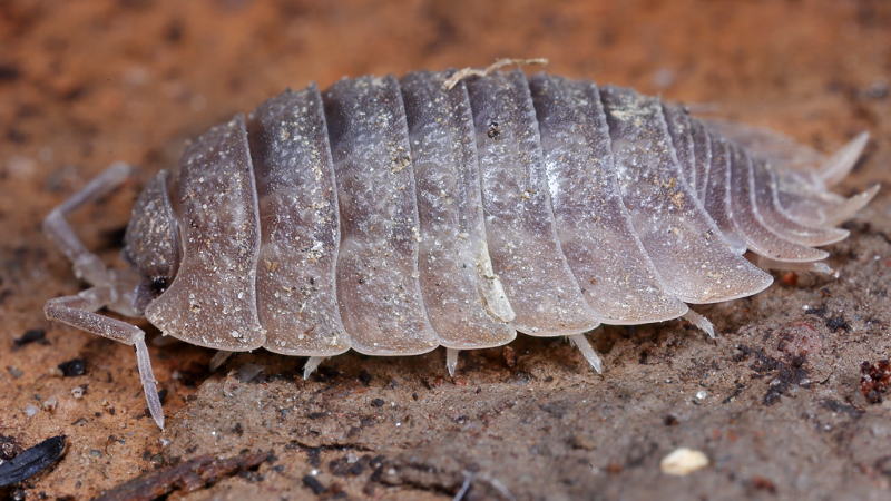 Woodlouse, Porcellio dilatatus