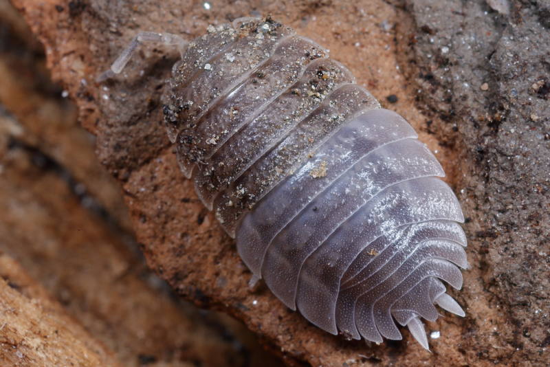 Woodlouse, Porcellio dilatatus