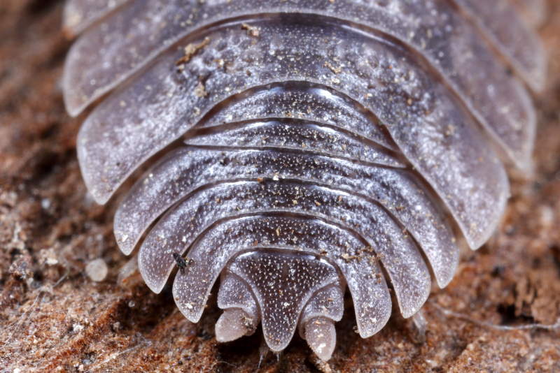Woodlouse, Porcellio dilatatus
