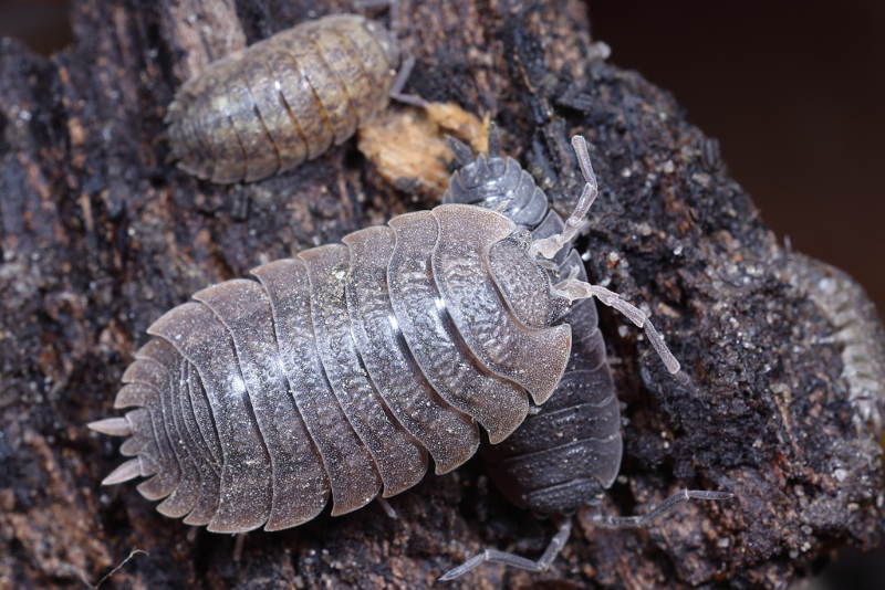 Woodlouse with two Porcellio scaber to compare