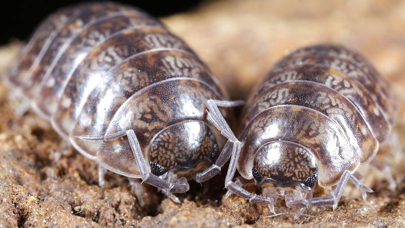 Porcellio gallicus