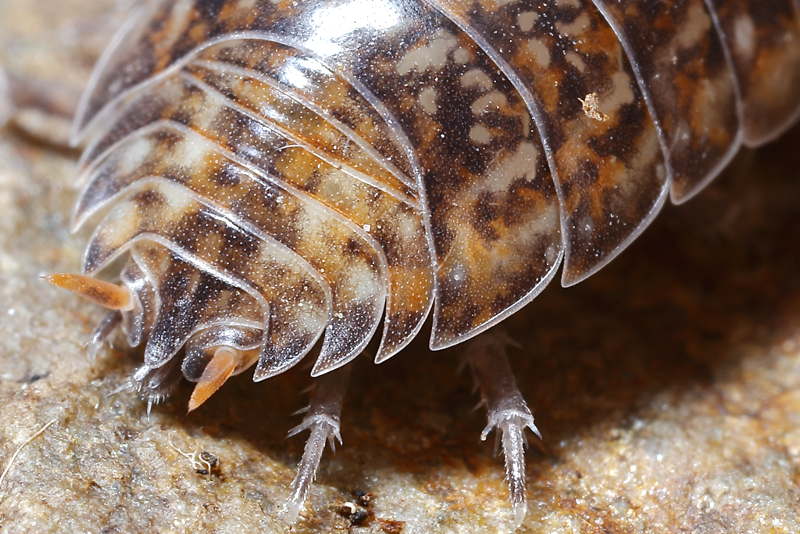 Porcellio gallicus