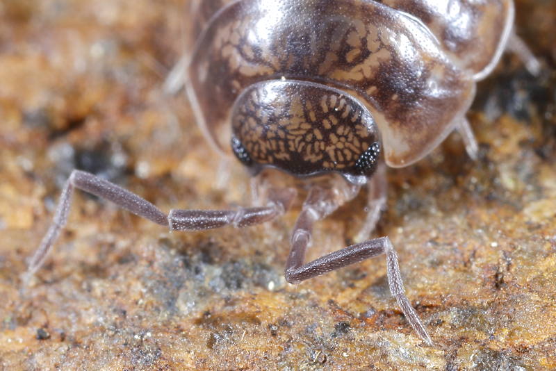 Porcellio gallicus