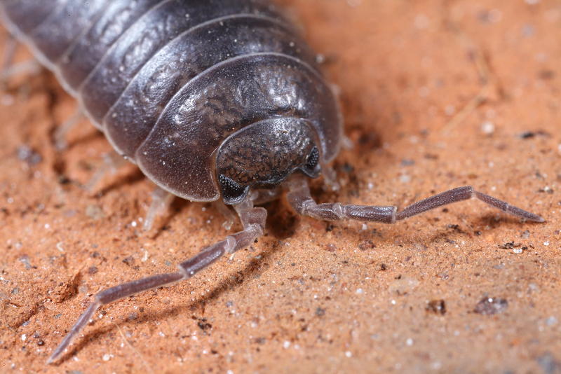 Woodlouse, Porcellio laevis