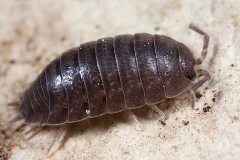 Woodlouse, Porcellio laevis