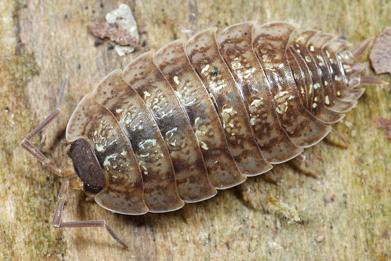 Porcellio monticola