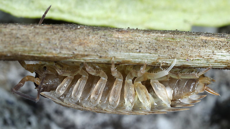 Porcellio monticola
