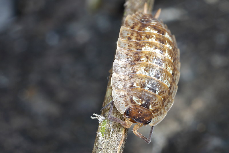 Porcellio monticola