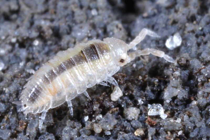 Rough Woodlouse, Porcellio scaber Manca stadium
