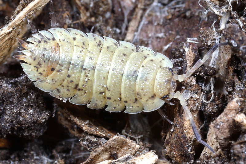 Rough Woodlouse, Porcellio scaber