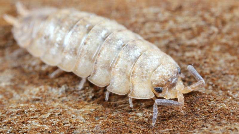 Rough Woodlouse, Porcellio scaber