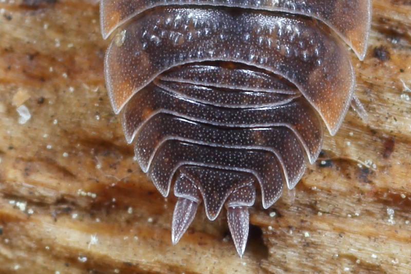 Rough Woodlouse, Porcellio scaber