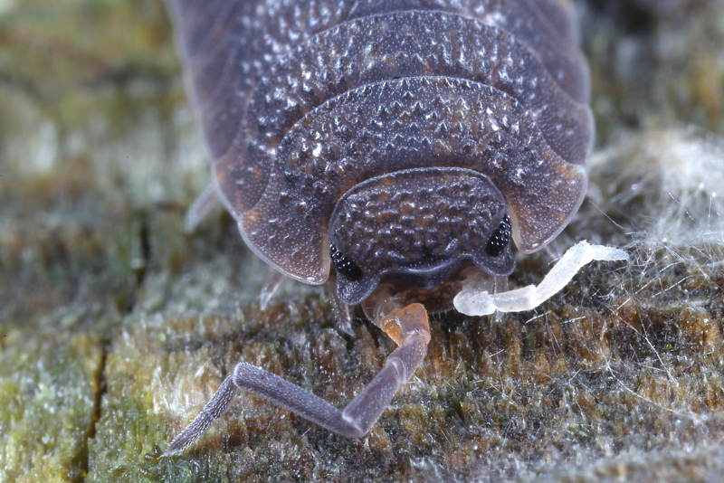 Porcellio scaber with regenerated antenna