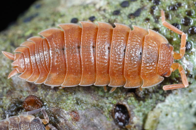 Rough Woodlouse, Porcellio scaber