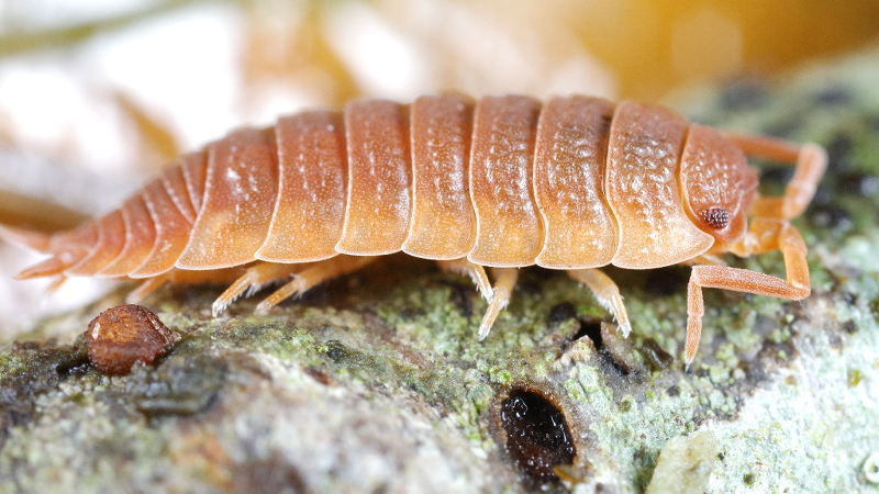 Rough Woodlouse, Porcellio scaber