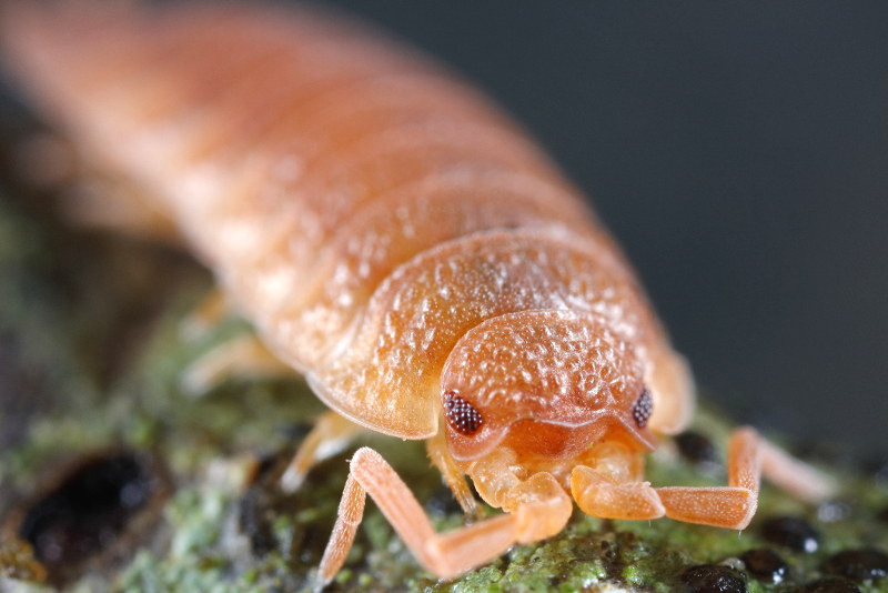 Rough Woodlouse, Porcellio scaber