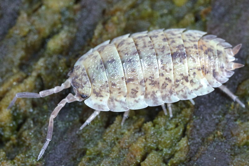 Rough Woodlouse, Porcellio scaber